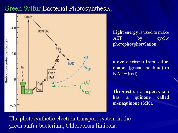 Green Sulfur Bacterial Photosynthesis. Light energy is used to make ATP by cyclic photophosphorylation