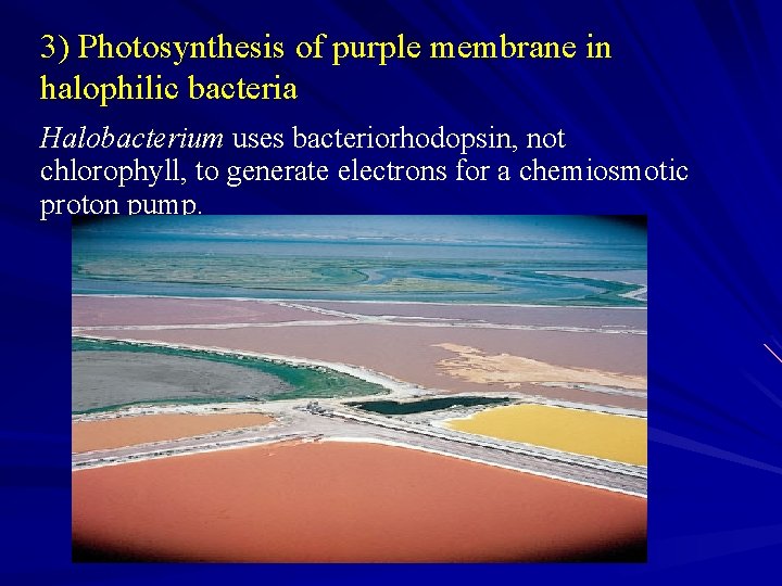 3) Photosynthesis of purple membrane in halophilic bacteria Halobacterium uses bacteriorhodopsin, not chlorophyll, to