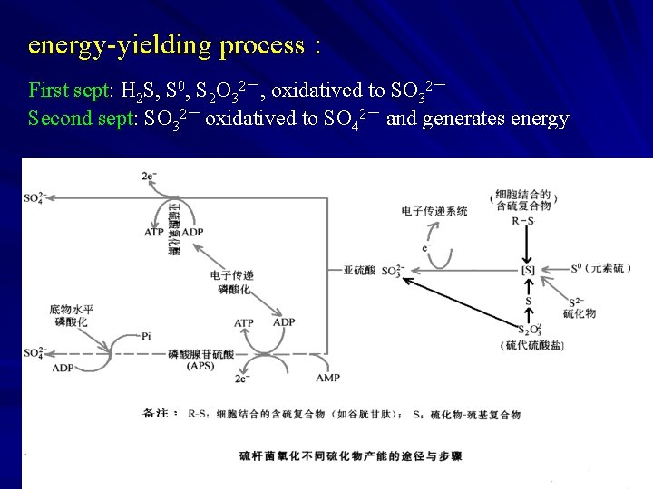 energy-yielding process : First sept: H 2 S, S 0, S 2 O 32－,