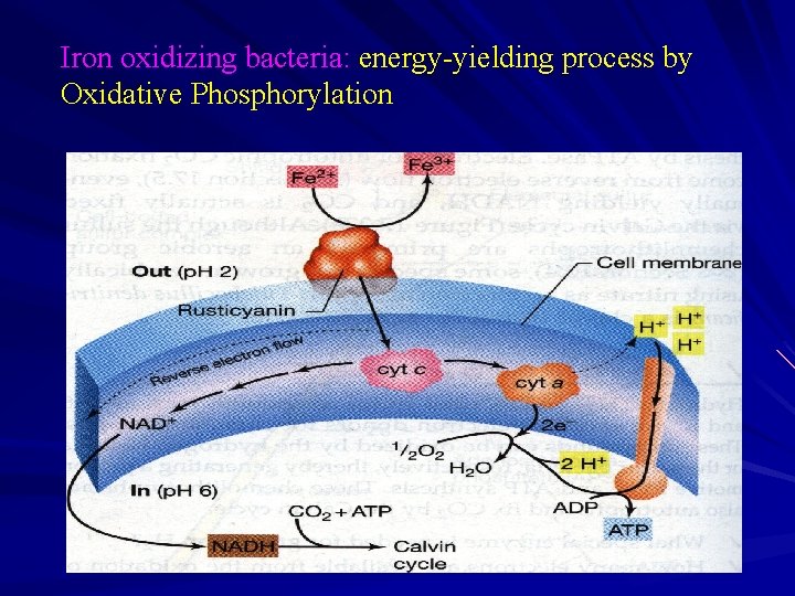 Iron oxidizing bacteria: bacteria energy-yielding process by Oxidative Phosphorylation 