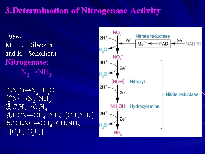 3. Determination of Nitrogenase Activity 1966， M．J．Dilworth and R．Scholhorn Nitrogenase: N 2→NH 3 ①N