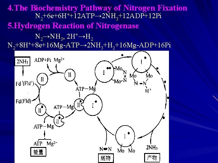 4. The Biochemistry Pathway of Nitrogen Fixation N 2+6 e+6 H++12 ATP→ 2 NH