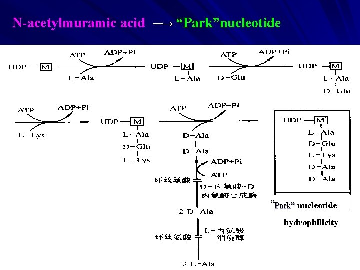 N-acetylmuramic acid — “Park”nucleotide “Park” nucleotide hydrophilicity 