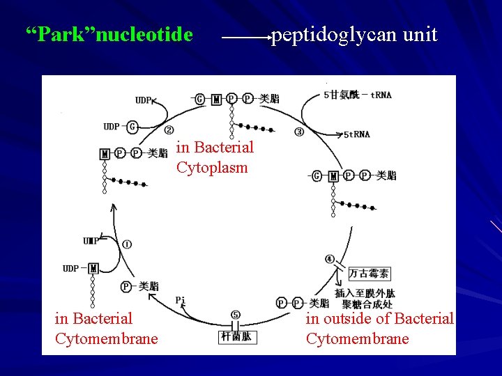 “Park”nucleotide peptidoglycan unit in Bacterial Cytoplasm in Bacterial Cytomembrane in outside of Bacterial Cytomembrane