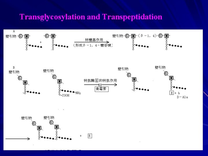 Transglycosylation and Transpeptidation 