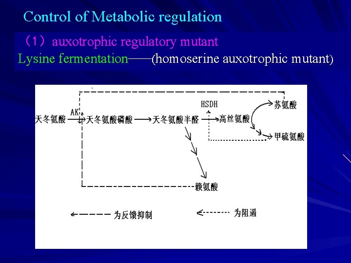 Control of Metabolic regulation （1）auxotrophic regulatory mutant Lysine fermentation——(homoserine auxotrophic mutant) 