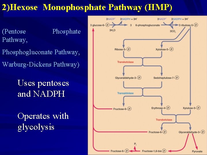 2)Hexose Monophosphate Pathway (HMP) (Pentose Pathway, Phosphate Phosphogluconate Pathway, Warburg-Dickens Pathway) Uses pentoses and