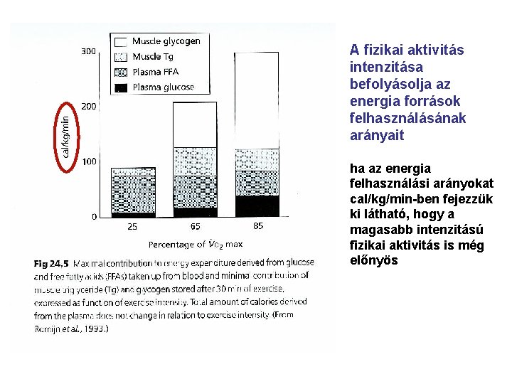 A fizikai aktivitás intenzitása befolyásolja az energia források felhasználásának arányait ha az energia felhasználási