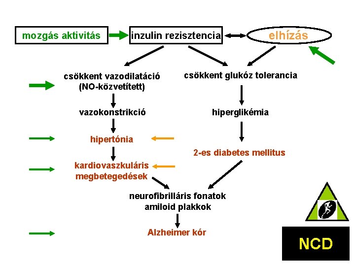 mozgás aktivitás inzulin rezisztencia elhízás csökkent vazodilatáció (NO-közvetített) csökkent glukóz tolerancia vazokonstrikció hiperglikémia hipertónia
