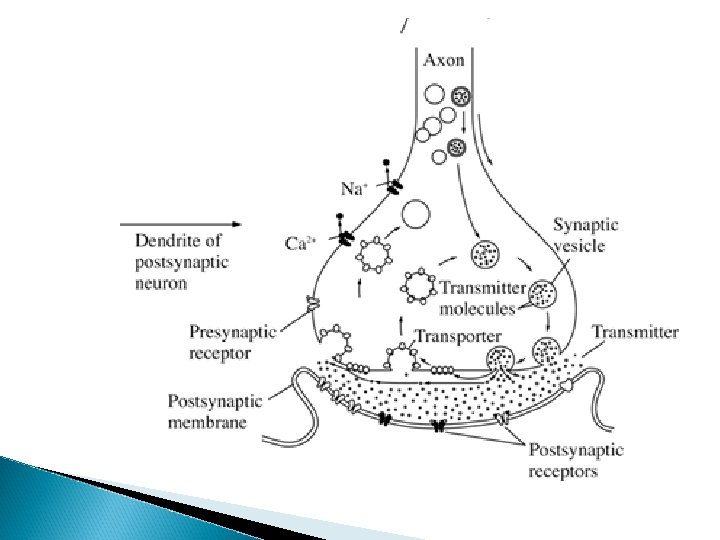 Outline of todays lecture Communication between neurons Neurotransmitters