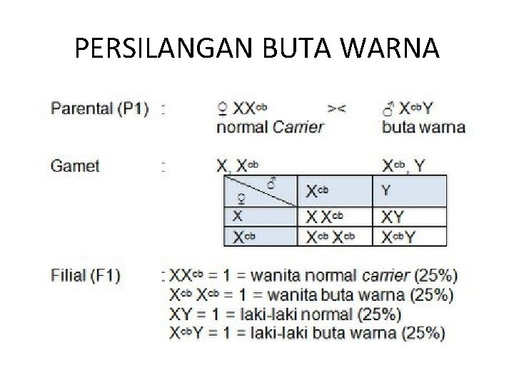 PERSILANGAN BUTA WARNA 