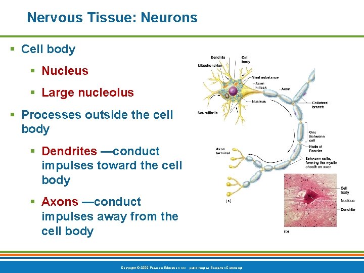 Nervous Tissue: Neurons § Cell body § Nucleus § Large nucleolus § Processes outside
