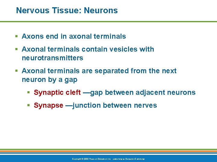 Nervous Tissue: Neurons § Axons end in axonal terminals § Axonal terminals contain vesicles