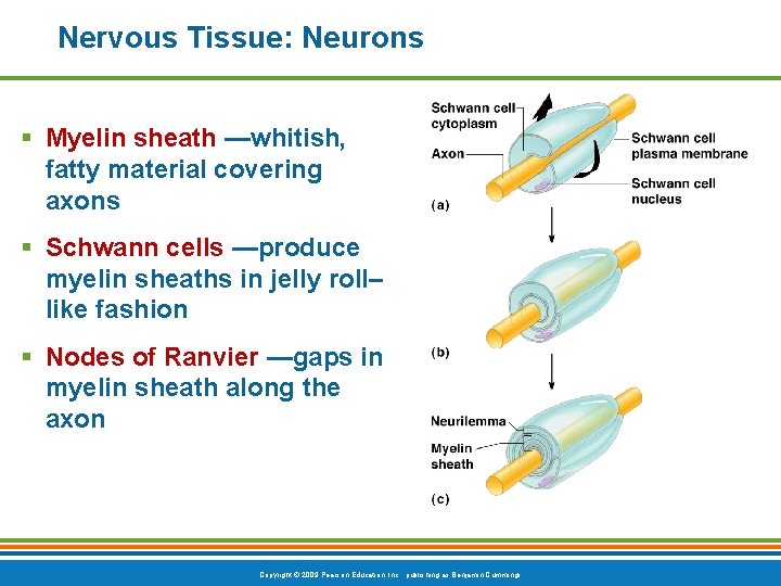 Nervous Tissue: Neurons § Myelin sheath —whitish, fatty material covering axons § Schwann cells