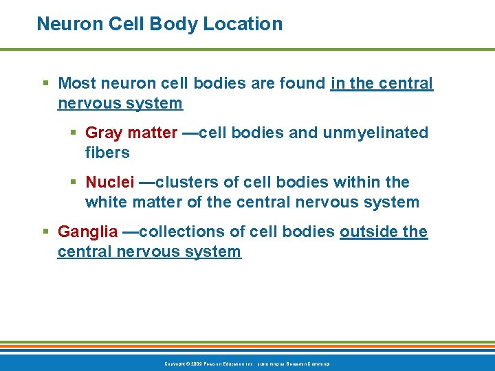 Neuron Cell Body Location § Most neuron cell bodies are found in the central
