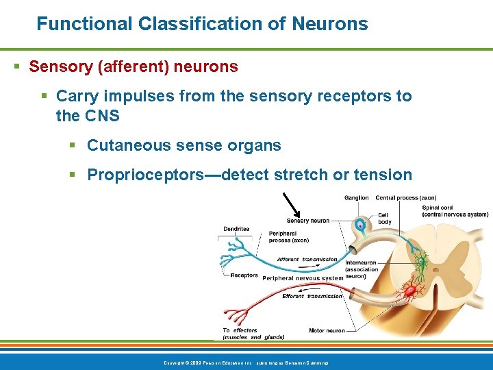 Functional Classification of Neurons § Sensory (afferent) neurons § Carry impulses from the sensory