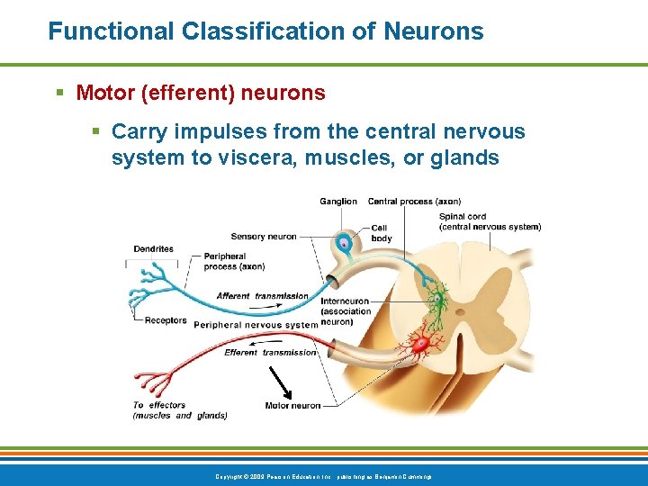 Functional Classification of Neurons § Motor (efferent) neurons § Carry impulses from the central