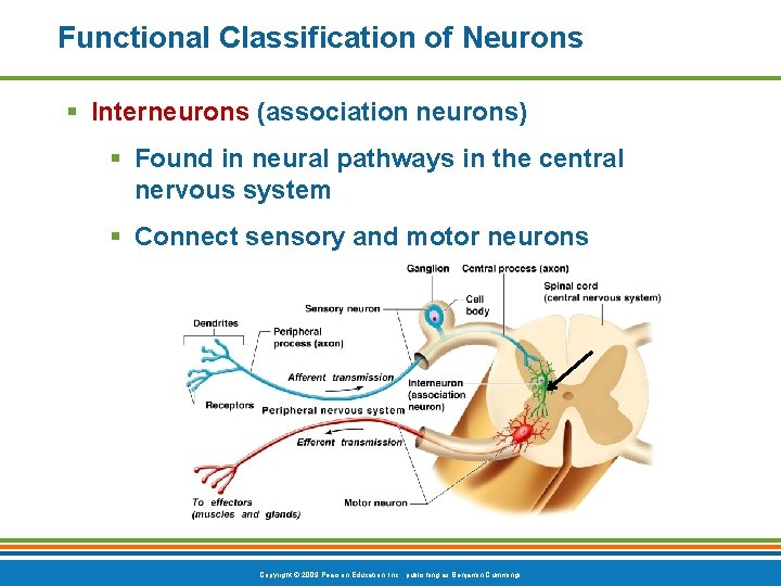 Functional Classification of Neurons § Interneurons (association neurons) § Found in neural pathways in