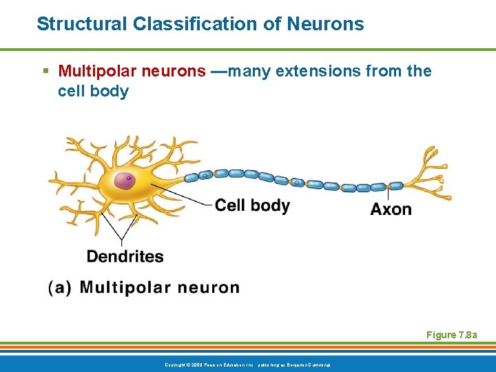 Structural Classification of Neurons § Multipolar neurons —many extensions from the cell body Figure