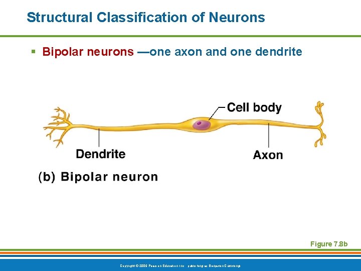 Structural Classification of Neurons § Bipolar neurons —one axon and one dendrite Figure 7.