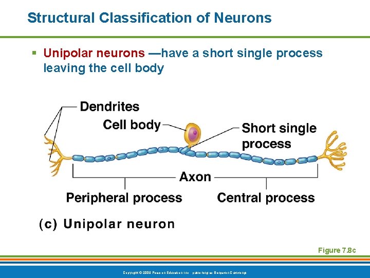 Structural Classification of Neurons § Unipolar neurons —have a short single process leaving the