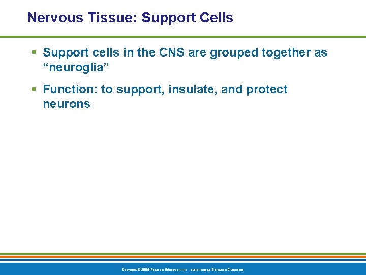 Nervous Tissue: Support Cells § Support cells in the CNS are grouped together as
