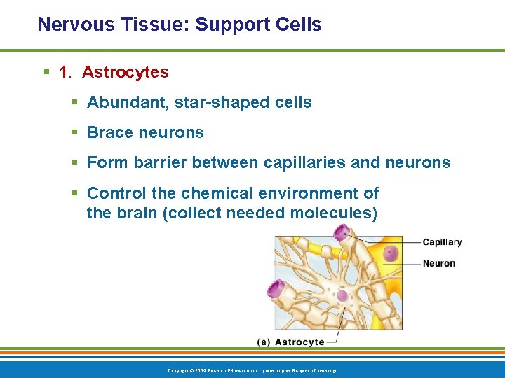 Nervous Tissue: Support Cells § 1. Astrocytes § Abundant, star-shaped cells § Brace neurons