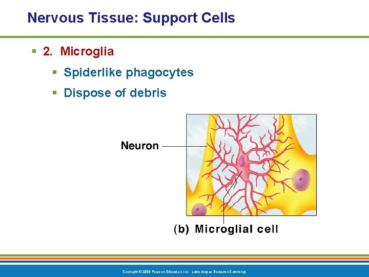 Nervous Tissue: Support Cells § 2. Microglia § Spiderlike phagocytes § Dispose of debris
