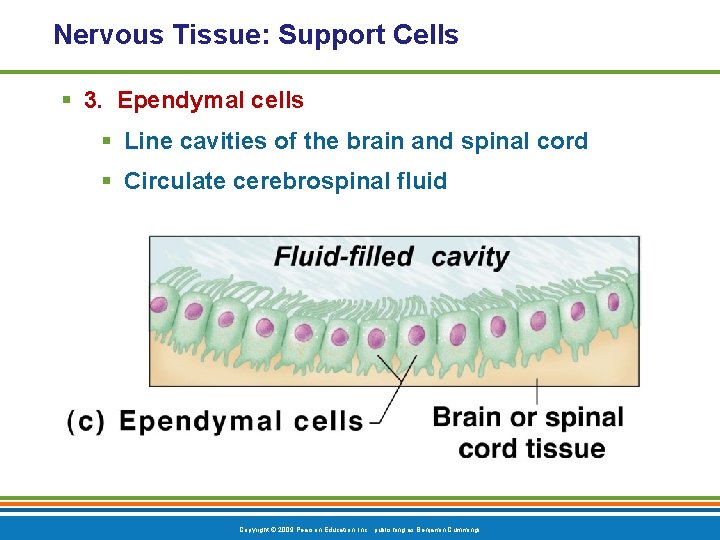 Nervous Tissue: Support Cells § 3. Ependymal cells § Line cavities of the brain