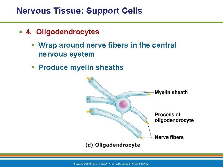 Nervous Tissue: Support Cells § 4. Oligodendrocytes § Wrap around nerve fibers in the