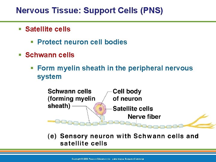 Nervous Tissue: Support Cells (PNS) § Satellite cells § Protect neuron cell bodies §