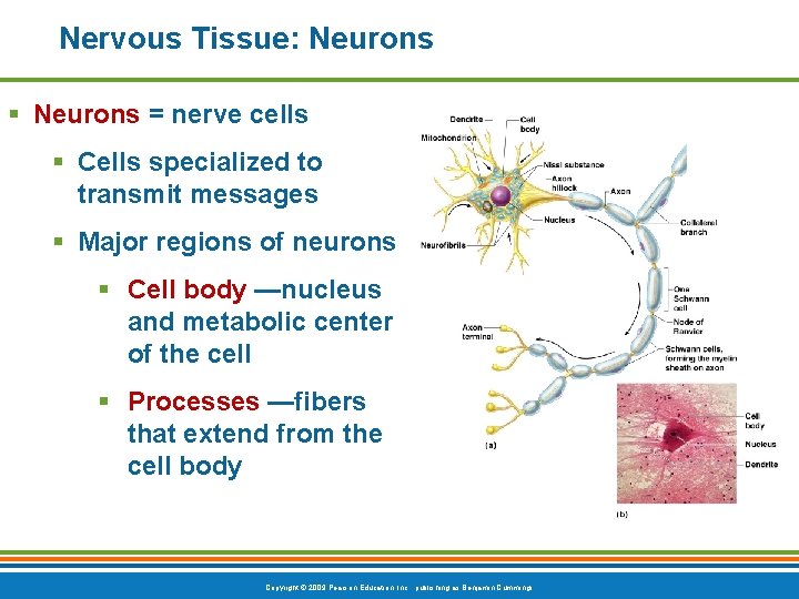 Nervous Tissue: Neurons § Neurons = nerve cells § Cells specialized to transmit messages