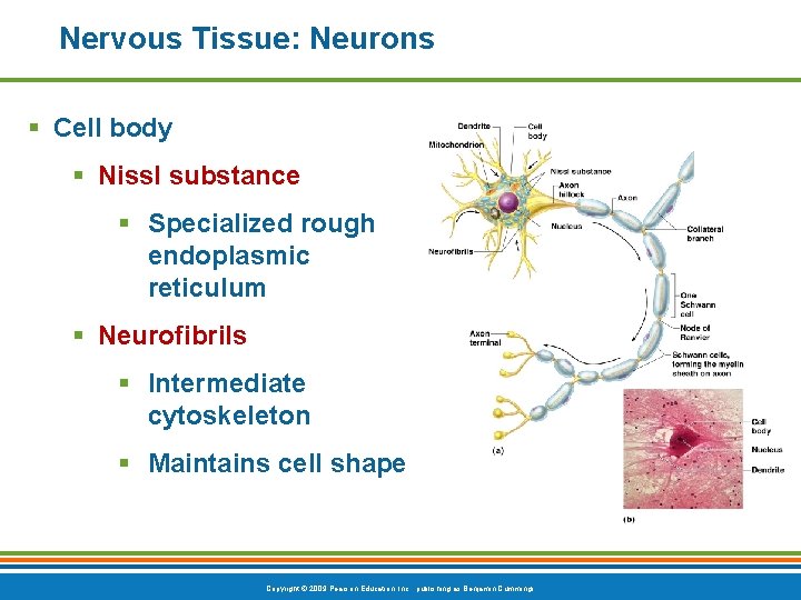 Nervous Tissue: Neurons § Cell body § Nissl substance § Specialized rough endoplasmic reticulum