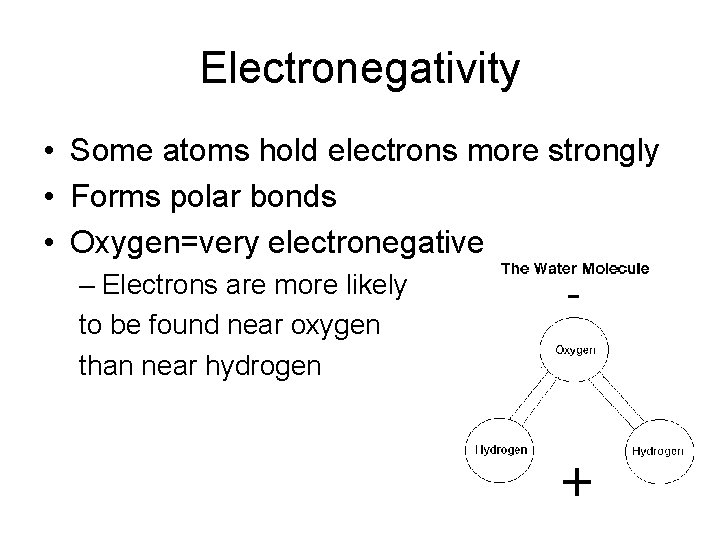 Electronegativity • Some atoms hold electrons more strongly • Forms polar bonds • Oxygen=very