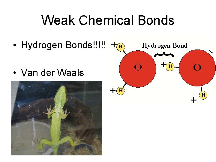 Weak Chemical Bonds • Hydrogen Bonds!!!!! • Van der Waals 
