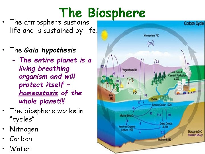 The Biosphere • The atmosphere sustains life and is sustained by life. • The