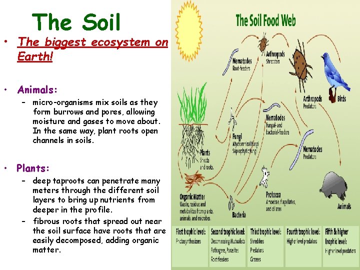 The Soil • The biggest ecosystem on Earth! • Animals: – micro-organisms mix soils