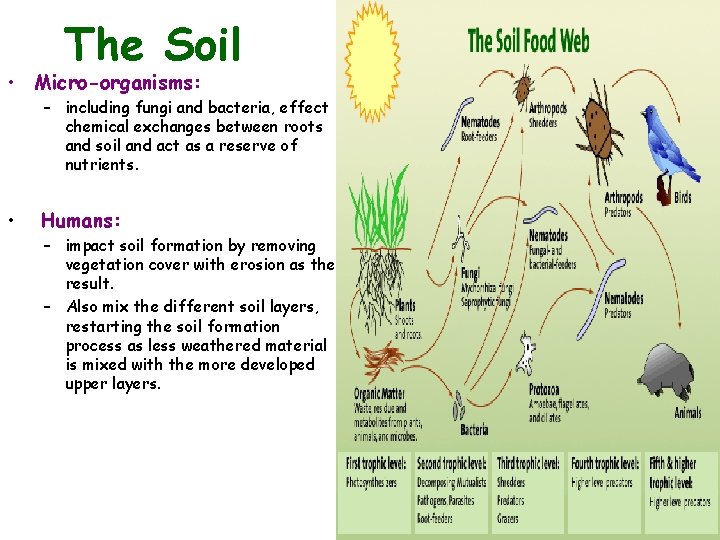 The Soil • Micro-organisms: – including fungi and bacteria, effect chemical exchanges between roots