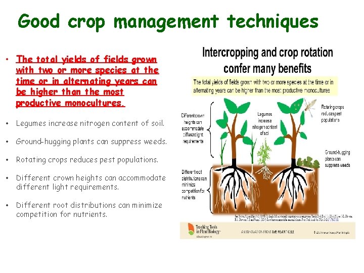 Good crop management techniques • The total yields of fields grown with two or