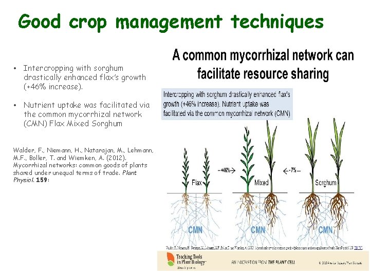 Good crop management techniques • Intercropping with sorghum drastically enhanced flax’s growth (+46% increase).