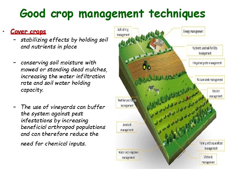 Good crop management techniques • Cover crops – stabilizing effects by holding soil and