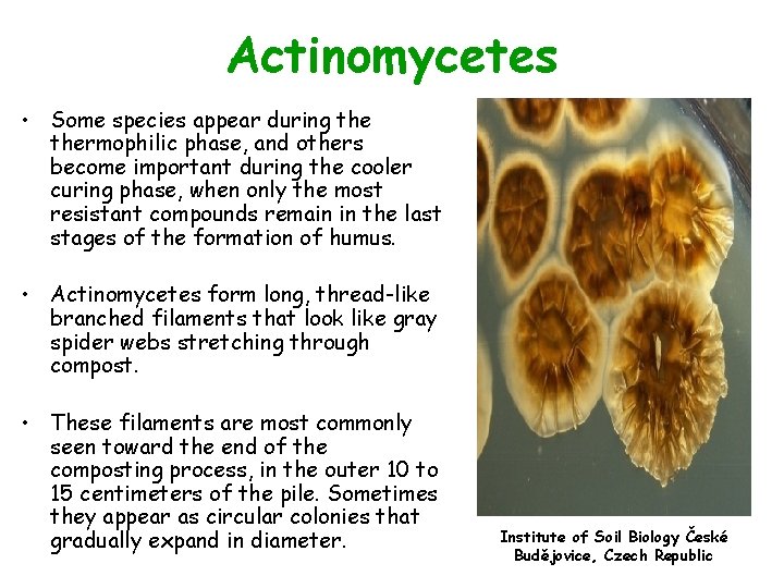 Actinomycetes • Some species appear during thermophilic phase, and others become important during the