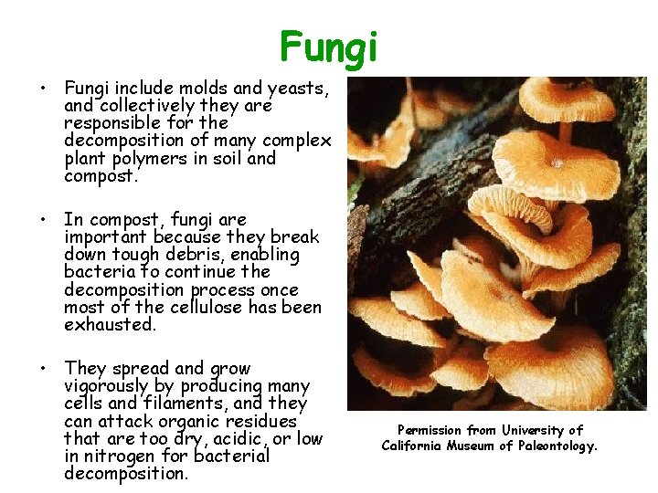 Fungi • Fungi include molds and yeasts, and collectively they are responsible for the