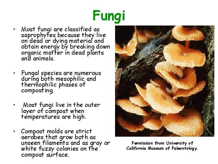 Fungi • Most fungi are classified as saprophytes because they live on dead or