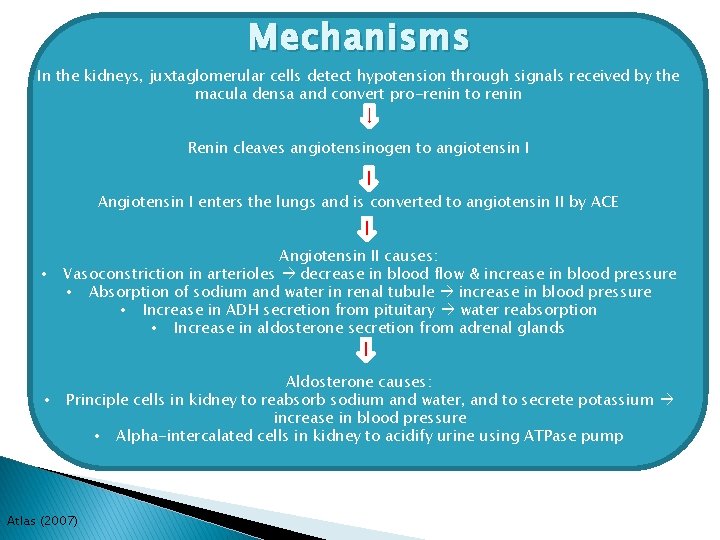 Mechanisms In the kidneys, juxtaglomerular cells detect hypotension through signals received by the macula