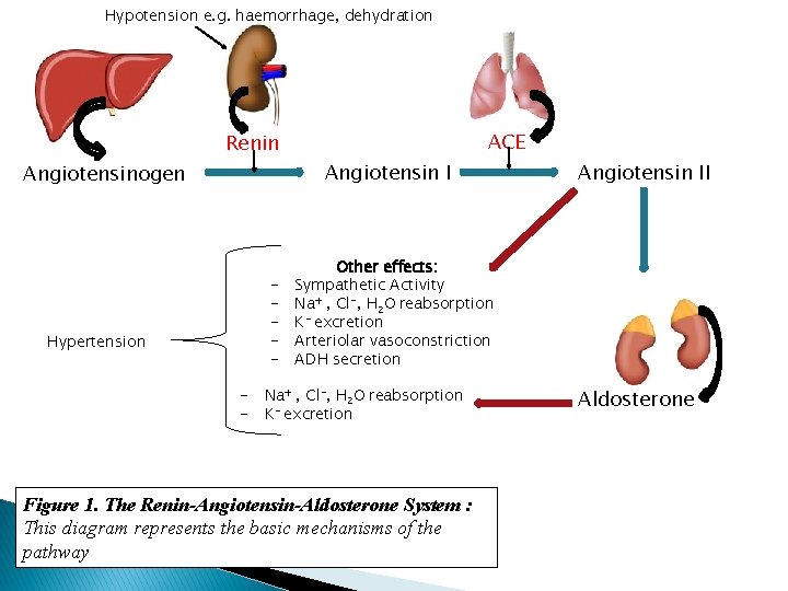Hypotension e. g. haemorrhage, dehydration Renin Angiotensinogen Hypertension - ACE Angiotensin II Other effects: