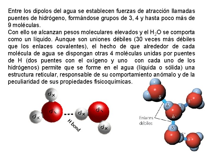 Entre los dipolos del agua se establecen fuerzas de atracción llamadas puentes de hidrógeno,