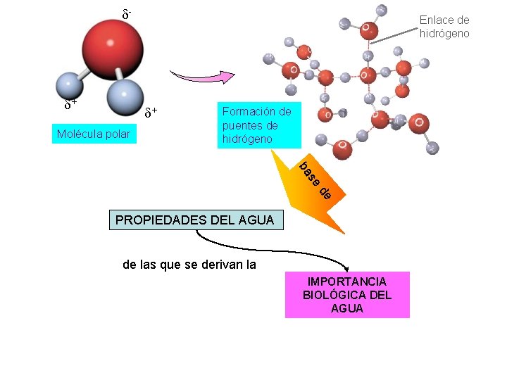  - + Enlace de hidrógeno + Molécula polar Formación de puentes de hidrógeno