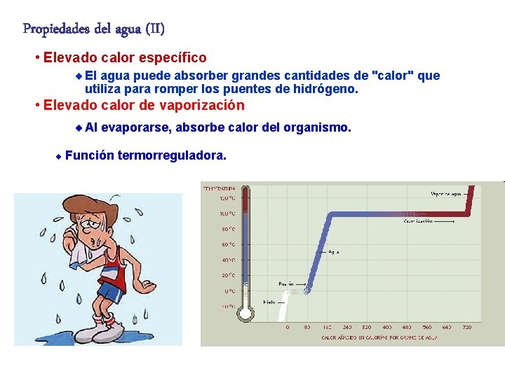 Propiedades del agua (II) • Elevado calor específico ¨ El agua puede absorber grandes