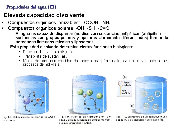 Propiedades del agua (III) • Elevada capacidad disolvente • Compuestos orgánicos ionizables: -COOH, -NH